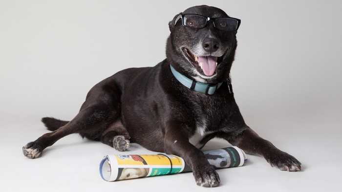 dog-reading