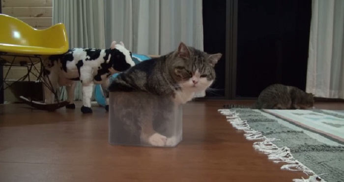 maru11