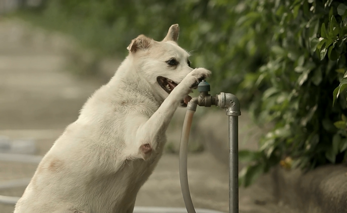 TheDog