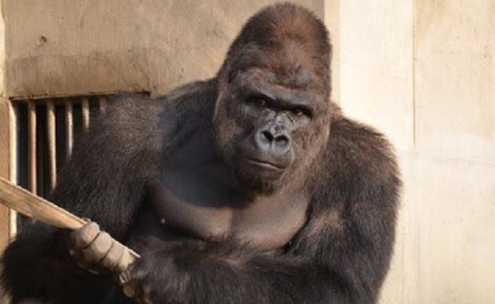 gorillaHILI