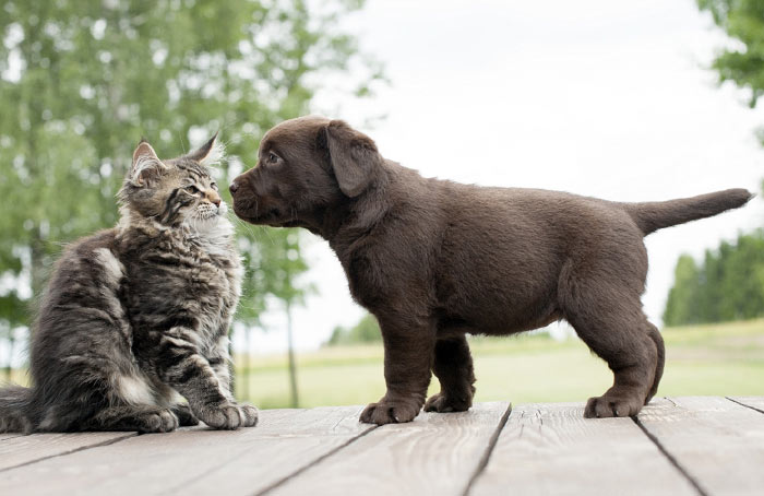 dog-cat-approach3