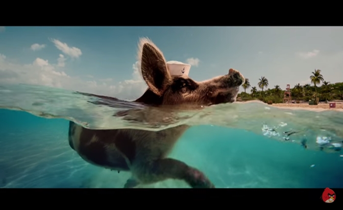 piggy1