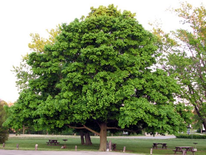 Niagara-Falls-Maple-tree-4135