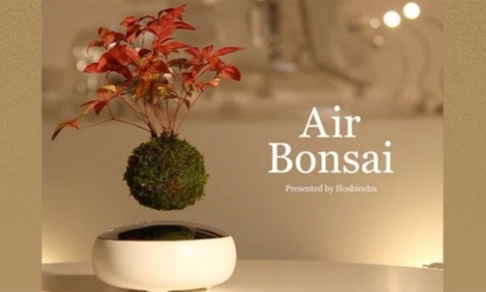 bonsai
