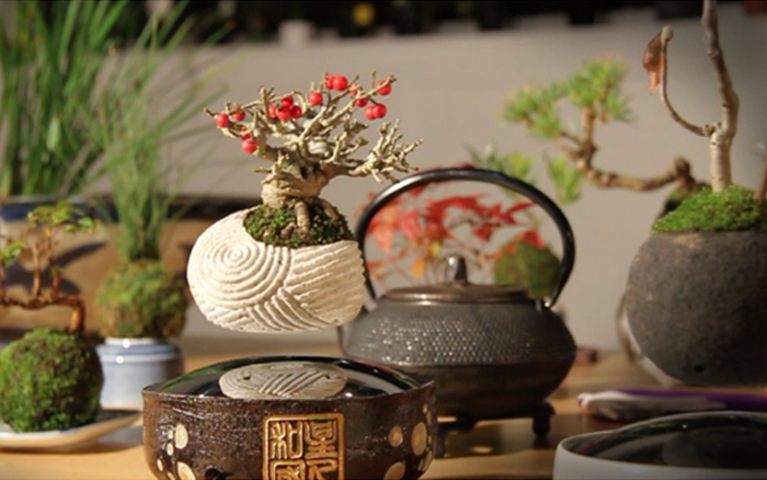bonsai