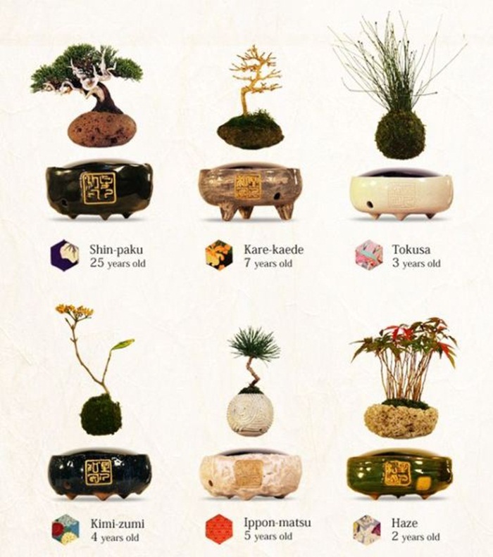 bonsai4