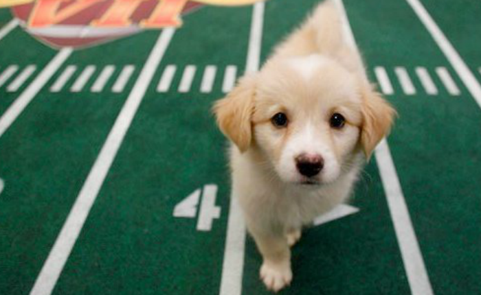 puppy1