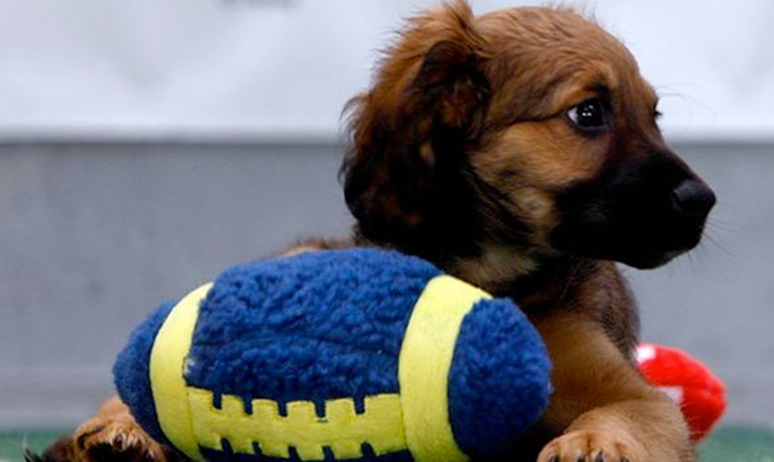 puppy2