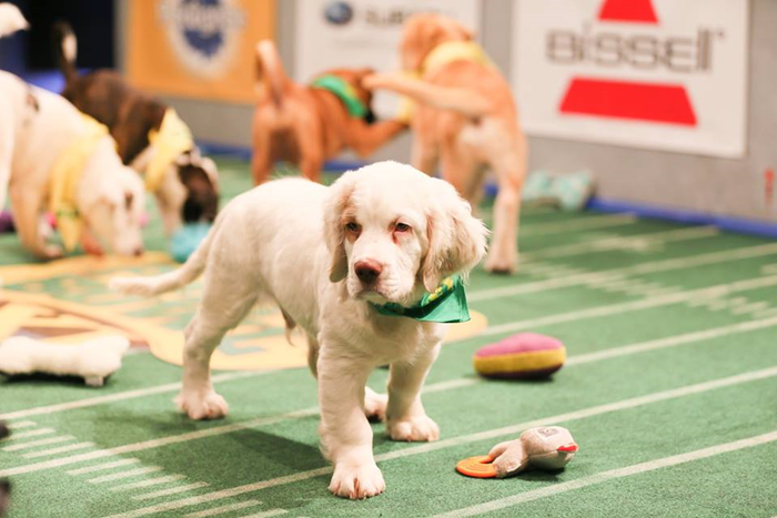 puppy3