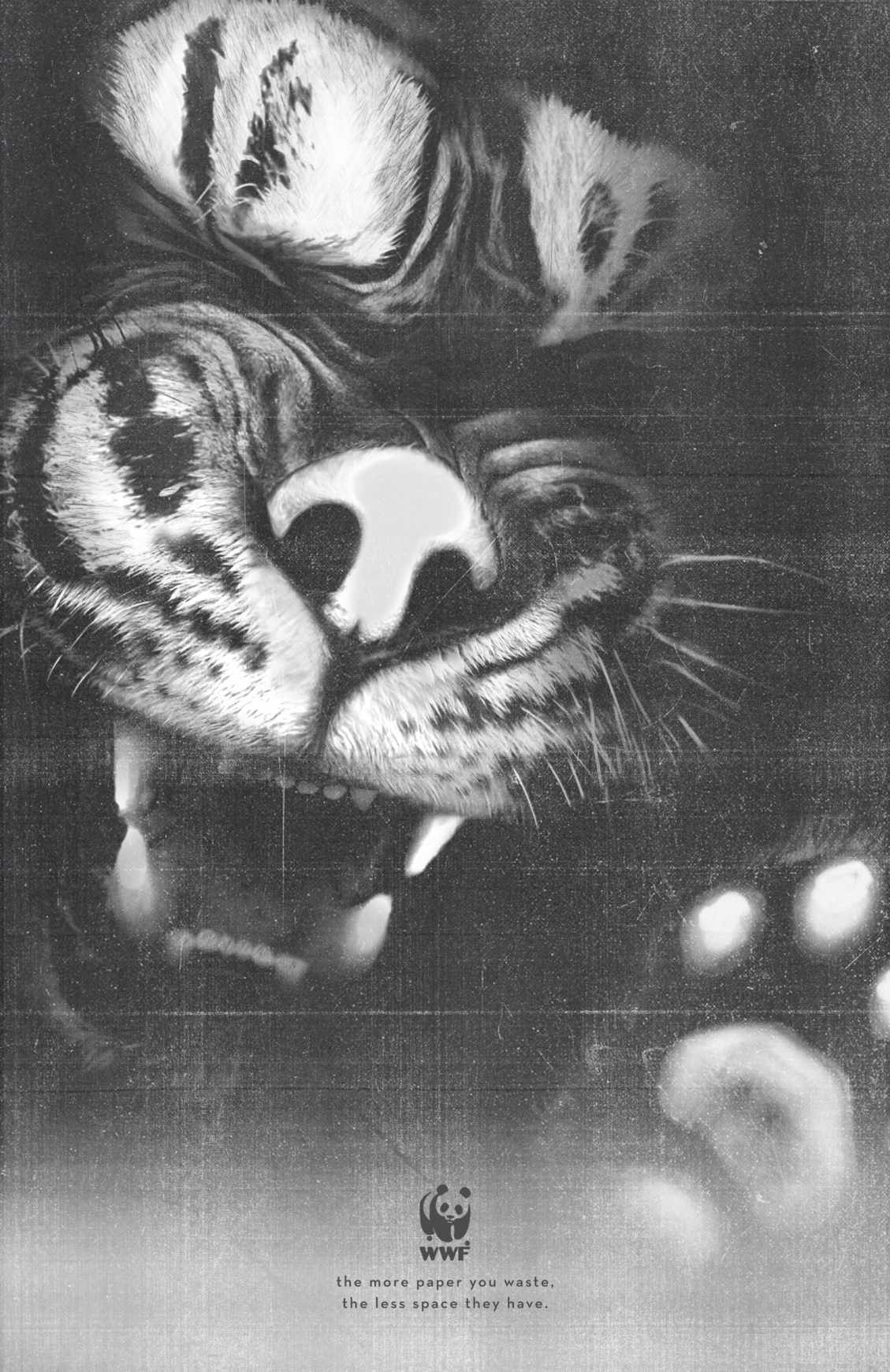 harimau_final2_aotw