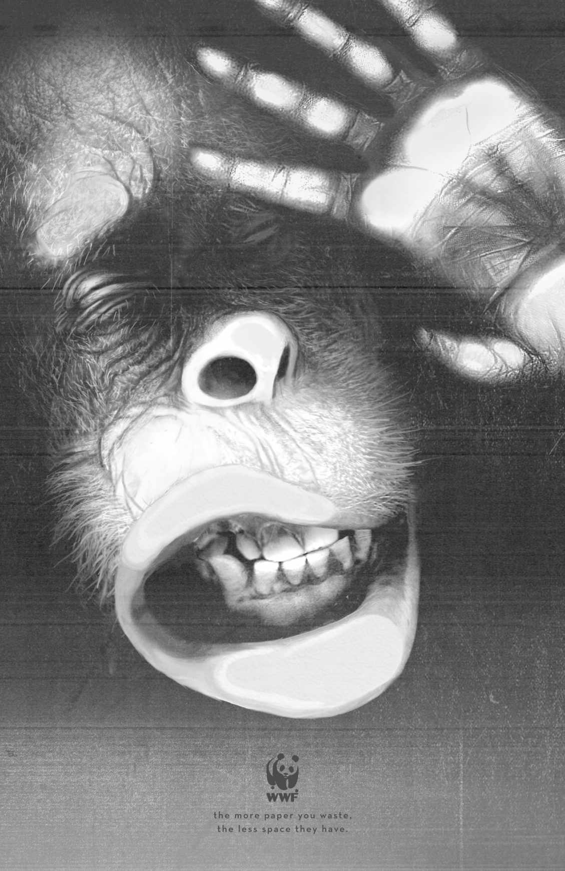 orangutan_final2_aotw