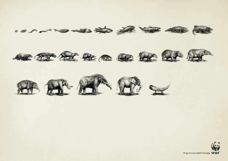 wwf-3