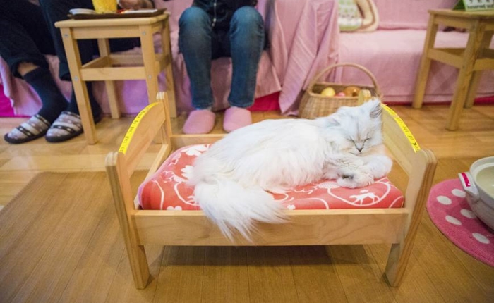 cat cafe1