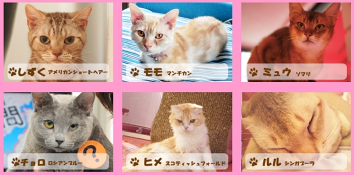 cat cafe2