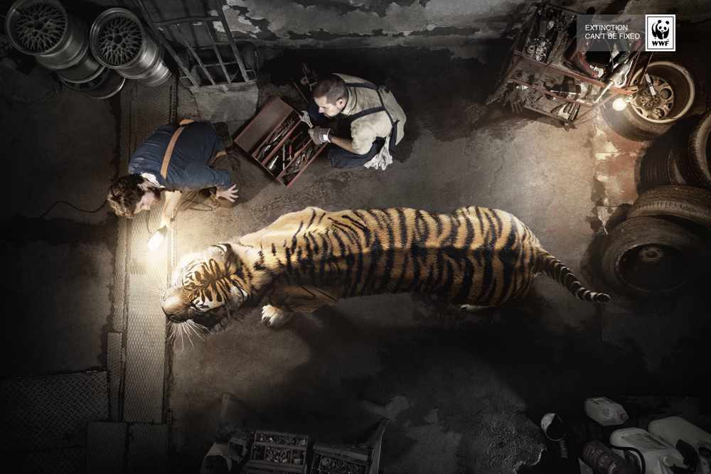 tiger_13