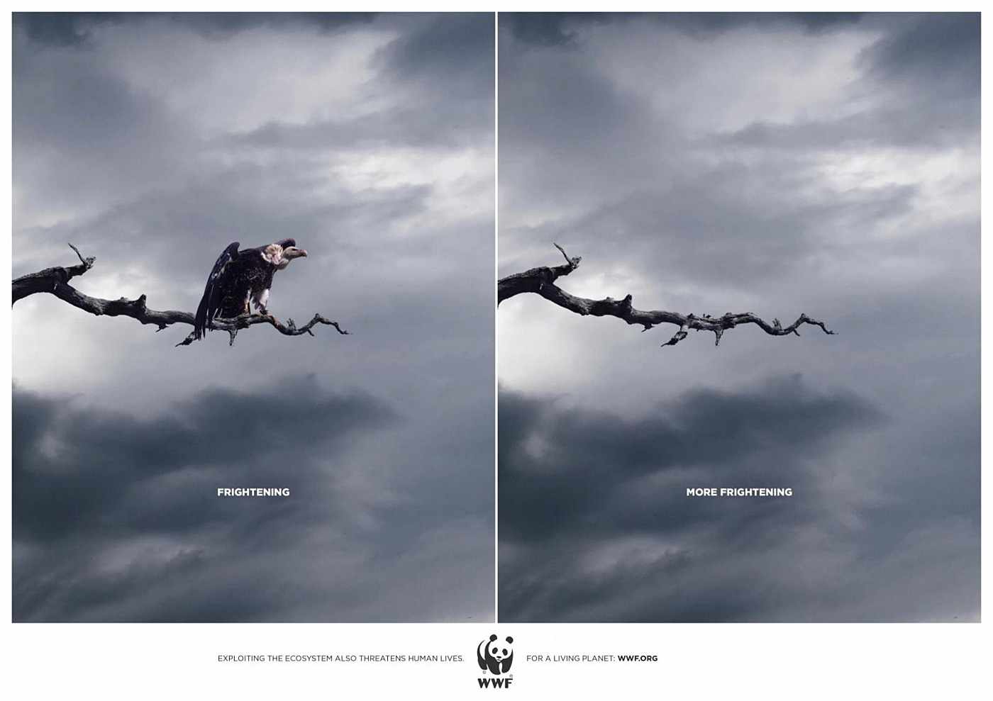 wwf-bird