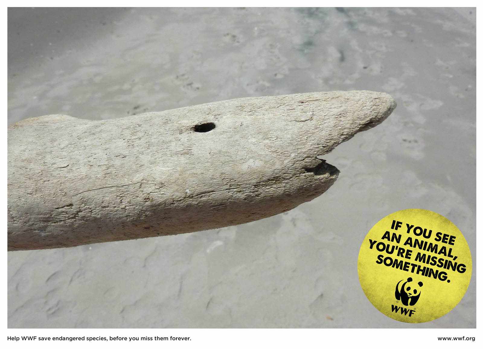 wwf-shark_0