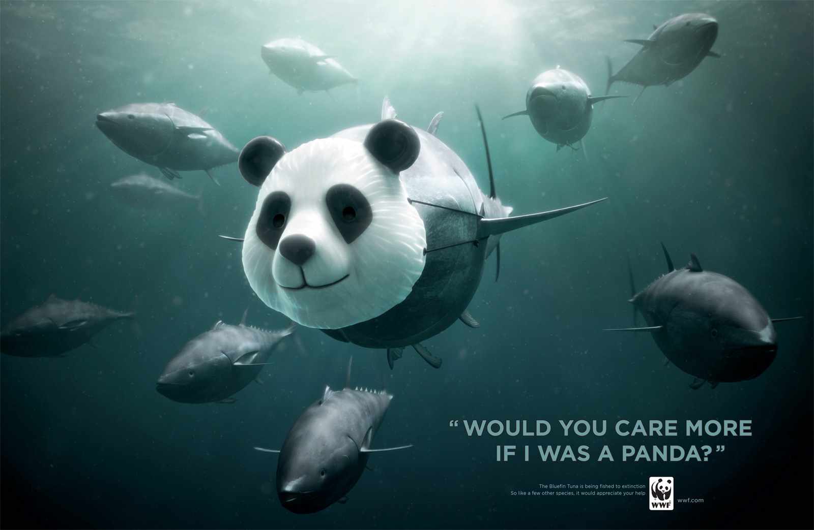 wwf-tunapanda
