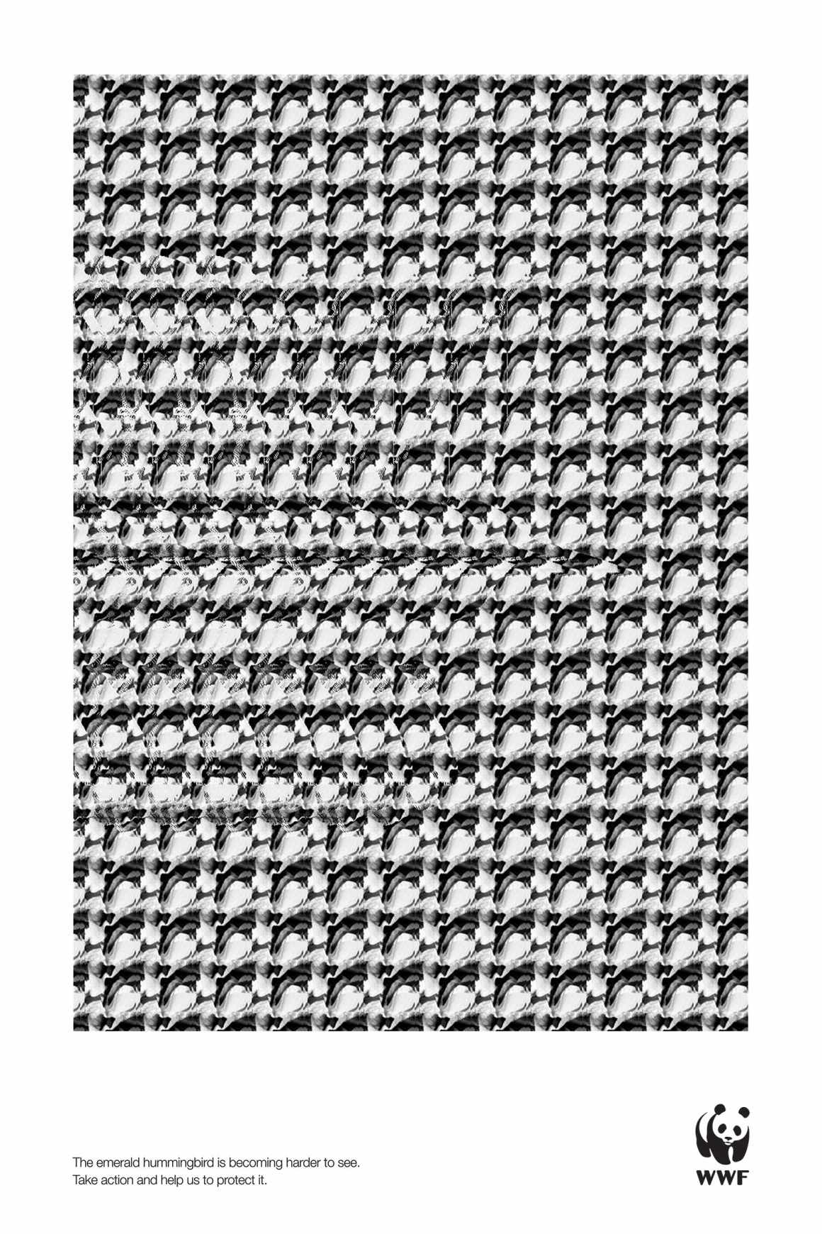 wwf_poster_hummingbird_low_aotw