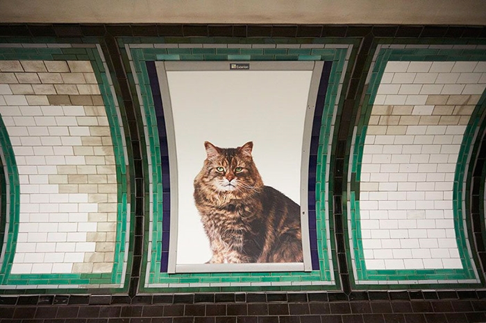 undercat3