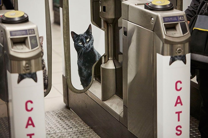 undercat4