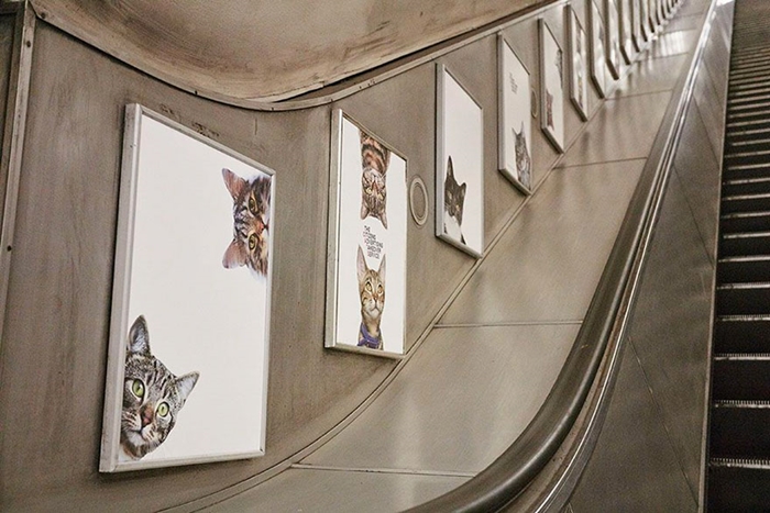undercat5