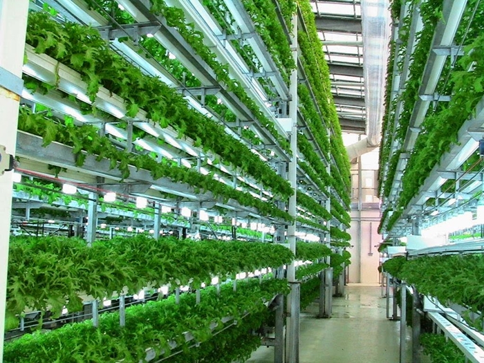 aeroponics