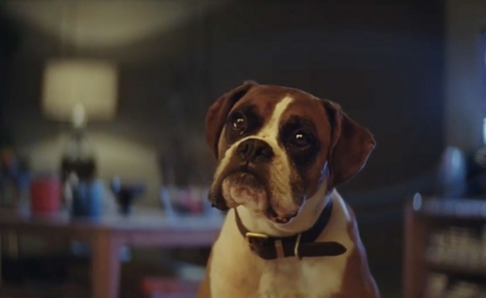 buster-the-boxer01