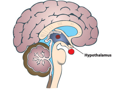 Hypothalamus