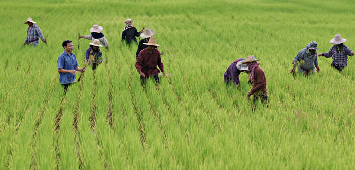 Hong_Thong_Rice_1