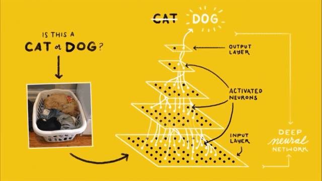 cat-or-dog