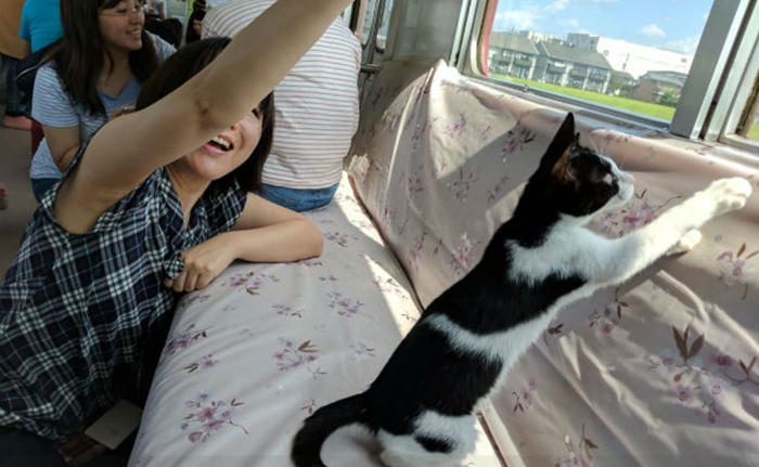 cat1