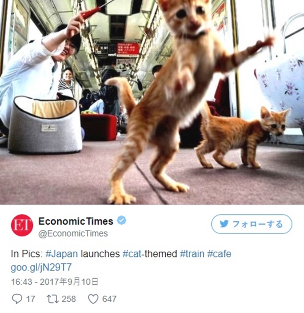 cat3