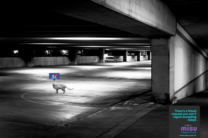 cat2