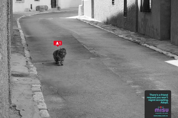 cat3
