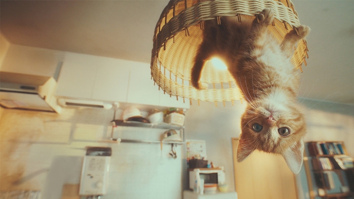 gravity_cat-700