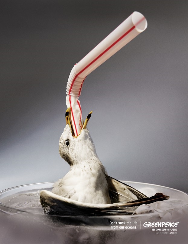 Gull_GreenPeace_Final_Print3-622x804