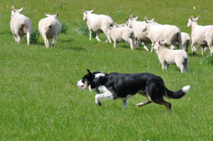 herding dog