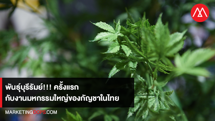 พันธุ์บุรีรัมย์