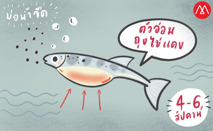 ปลาแซลมอน ระยะ ตัวอ่อน (Fry)