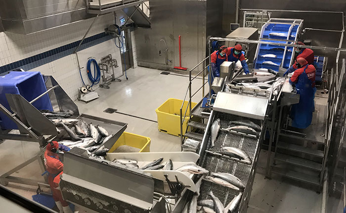 NSC-salmon-norway-factory2