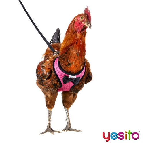 Yesito 02