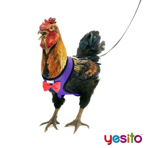 Yesito 04