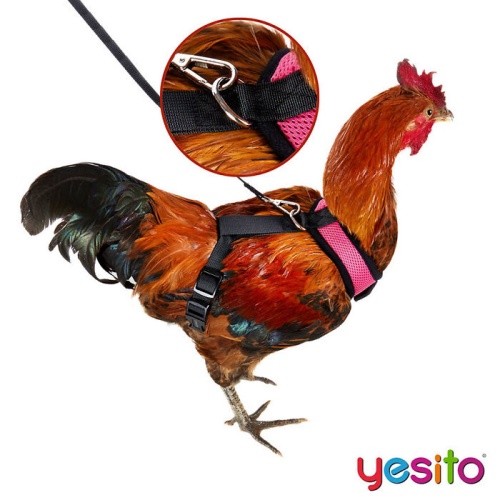 Yesito 05