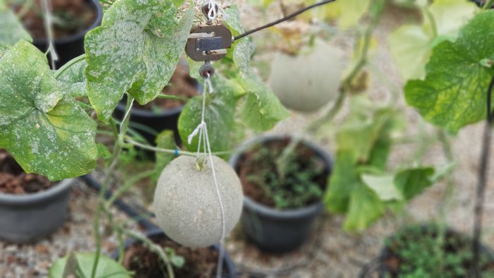 Smart Farming