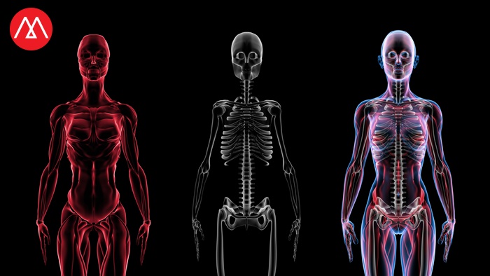 3D Body Scans