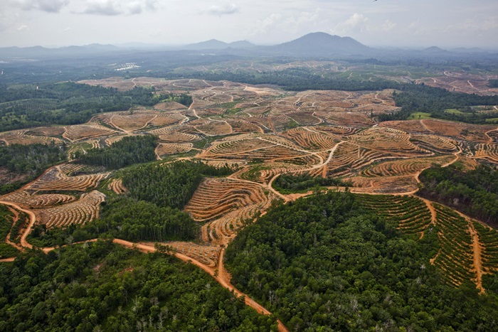 Deforestation in Central Kalimantan