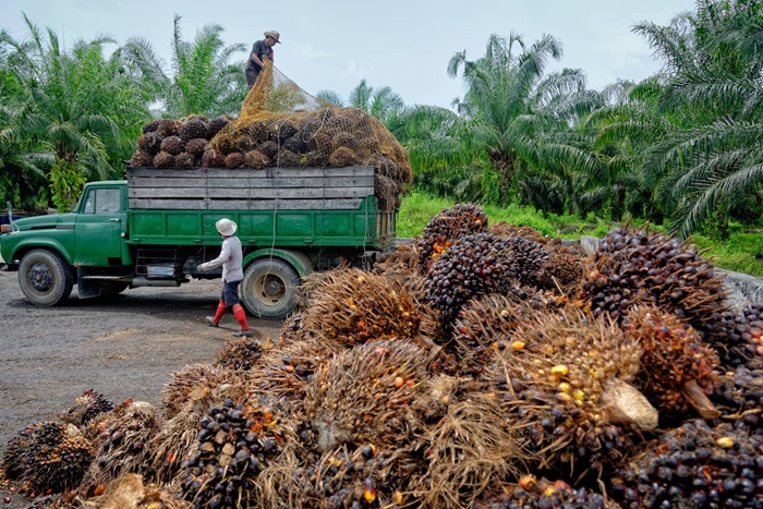 Palm Oil 