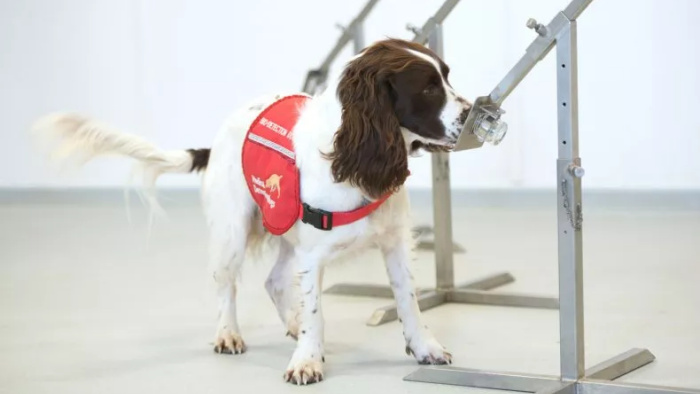 COVID Dogs-01