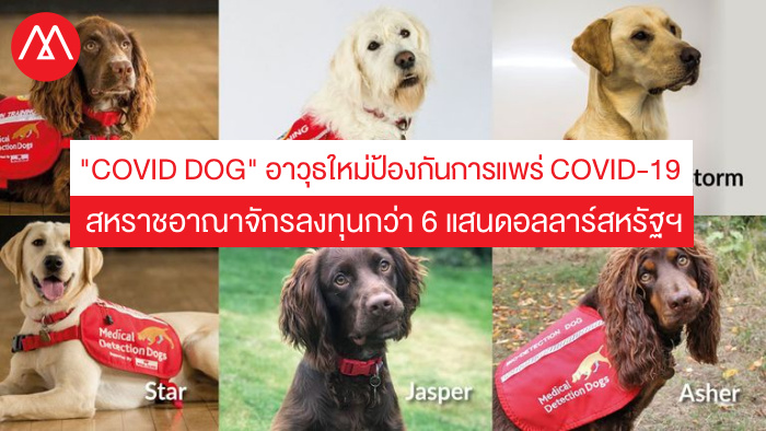 COVID Dogs